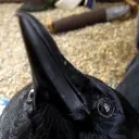 birdstare2