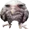owl owl