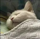 catsleep01 Discord Emoji