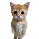rinny_real