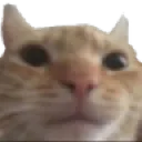 catstare