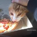 hungrycat