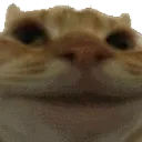 stare