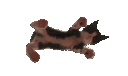 Skitty Skitty Discord Emoji