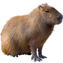 capy capy