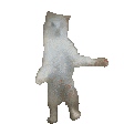 catDance4
