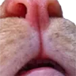 catSniff