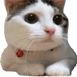 catNo