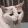Yawncat Discord emoji