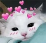 catblushy