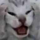 va_catvoices