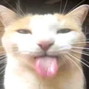 silly_cat