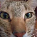 pussy