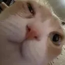 cadge_sus