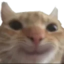 happcat