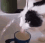 xx_gifcatdrink Discord emoji