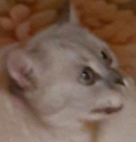 confusedmartin