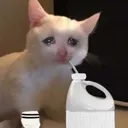 coli_catbleach Discord Emoji