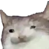 sadkitty