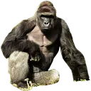Harambe