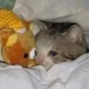 catsad