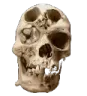 mergedskull