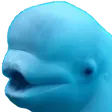beluga
