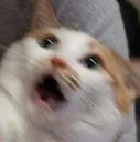 120333269_1680878882086590_82041