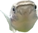 Marty Discord emoji