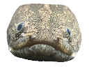squash Discord emoji