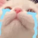 catcry