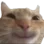happy_cat