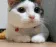 catno_elac