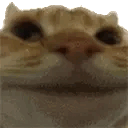 Cat Nope Discord Emoji