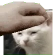 DrimPat