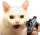catgunpoint catgunpoint