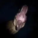 TYRANNOSAURUS_AAAAUUUUGHH