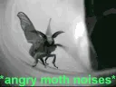 SS_AngryMothNoises SS_AngryMothNoises