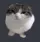 kitty