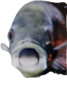 OscarEmoji Discord emoji