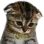 sadcatto_KNL sadcatto_KNL