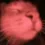 catgroove