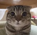 cat_my_honest_reaction cat_my_honest_reaction