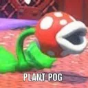 ppog ppog