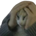 dh_catwhat