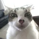 salstare salstare