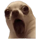 oooo