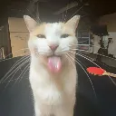 cat_blehhh