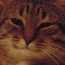 yoynaibudecat