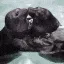 seal_romance seal_romance
